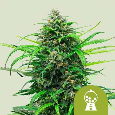 Pink Runtz Auto > Royal Queen Seeds | Autoflowering Cannabis   |  Hybrid